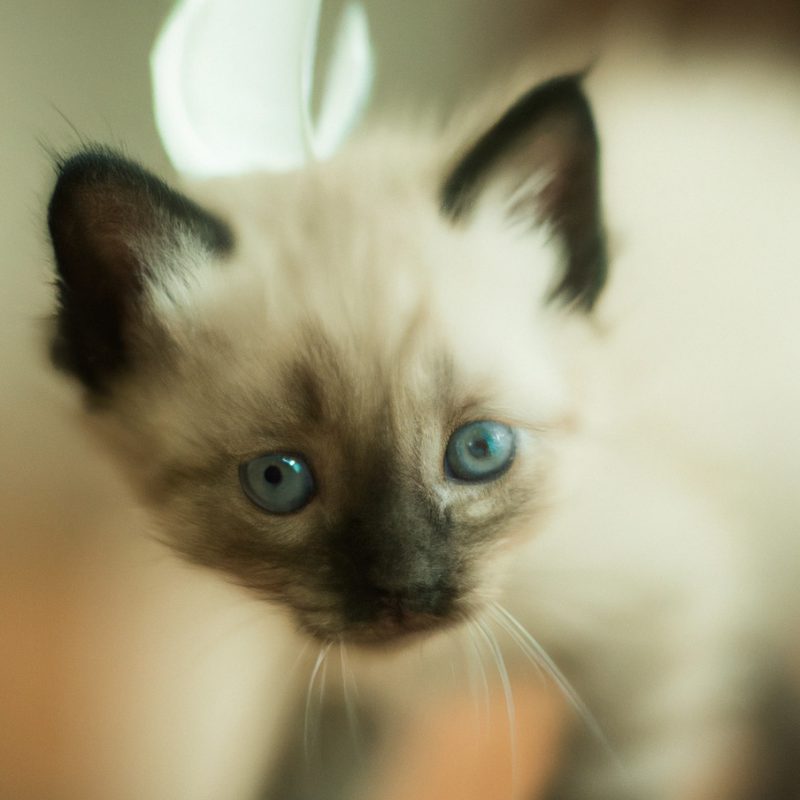 Portrét siamského mačiatka